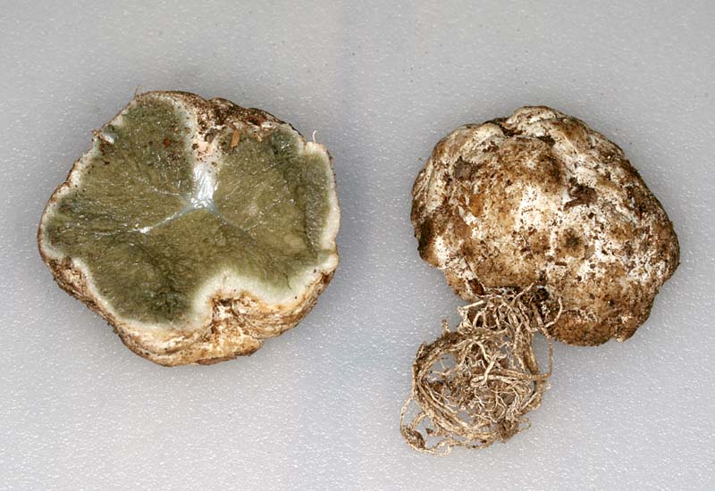 Trappea darkeri